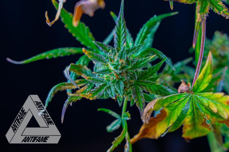 DIVINE SEEDS - Auto Divine Rapier. Week 13