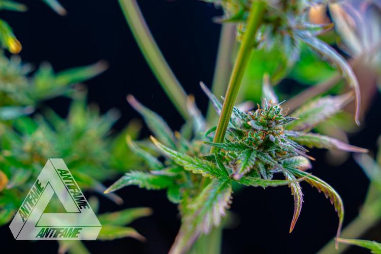 DIVINE SEEDS - Auto Divine Rapier. Week 13