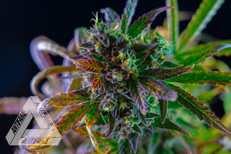 DIVINE SEEDS - Auto Divine Rapier. Week 13