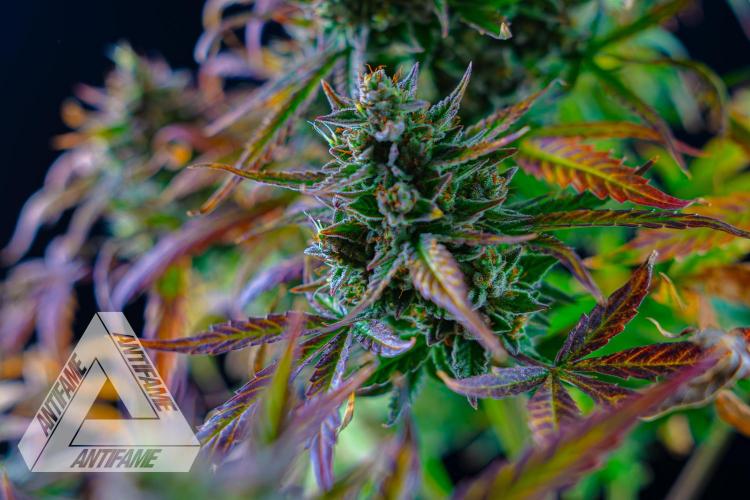 DIVINE SEEDS - Auto Divine Rapier. Week 13