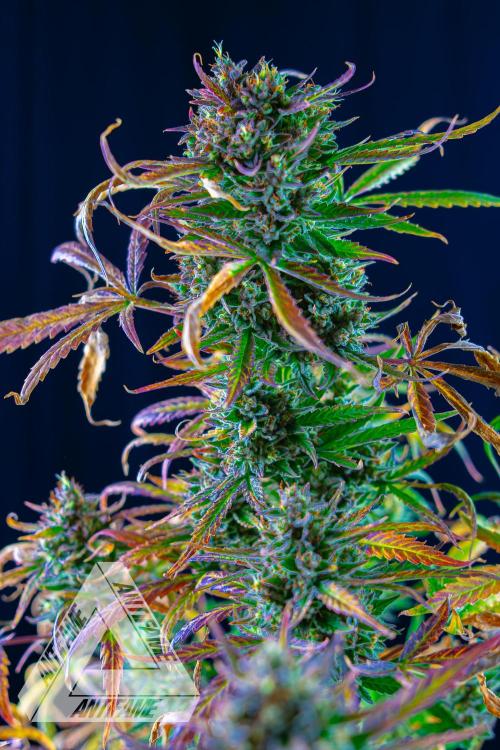 DIVINE SEEDS - Auto Divine Rapier. Week 13