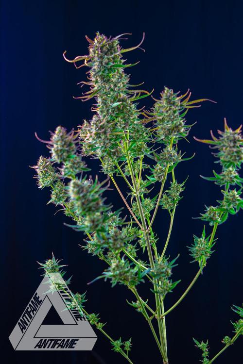 DIVINE SEEDS - Auto Divine Rapier. Week 13