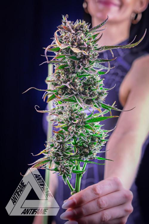 DIVINE SEEDS - Auto Divine Rapier. Week 13