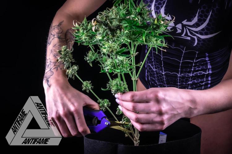 DIVINE SEEDS - Auto Fractal. Week 12