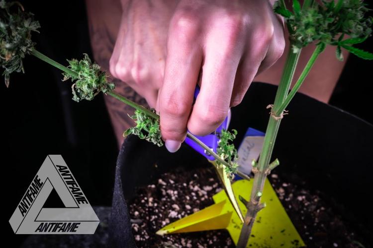 DIVINE SEEDS - Auto Fractal. Week 12