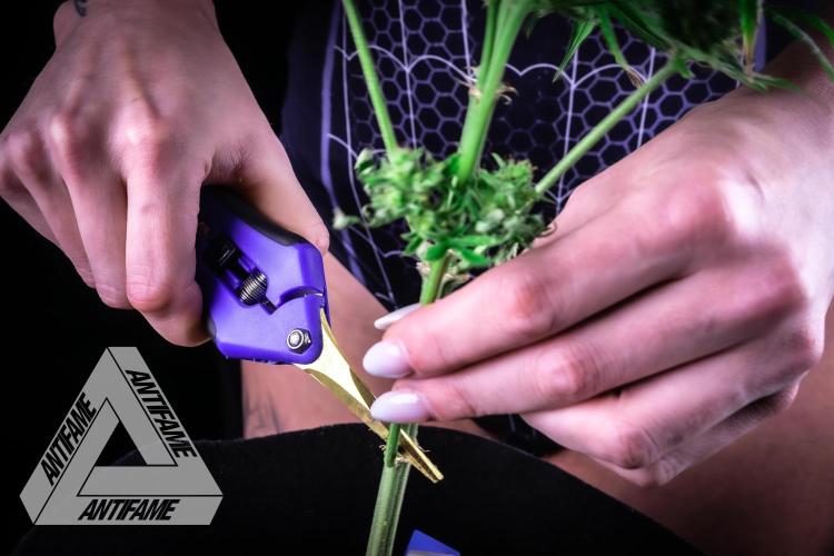 DIVINE SEEDS - Auto Fractal. Week 12