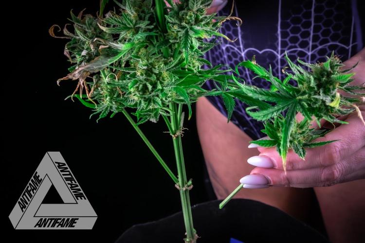 DIVINE SEEDS - Auto Fractal. Week 12