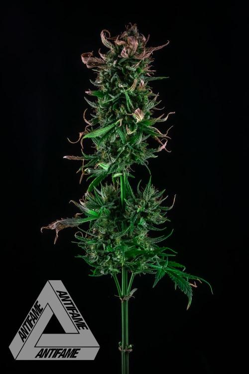 DIVINE SEEDS - Auto Fractal. Week 12