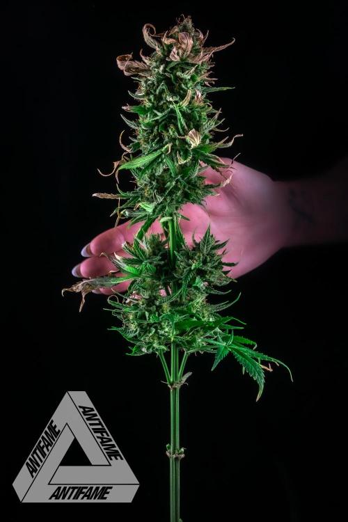 DIVINE SEEDS - Auto Fractal. Week 12