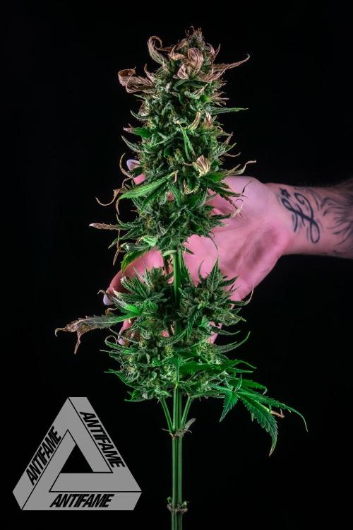 DIVINE SEEDS - Auto Fractal. Week 12