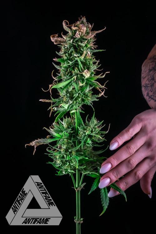 DIVINE SEEDS - Auto Fractal. Week 12