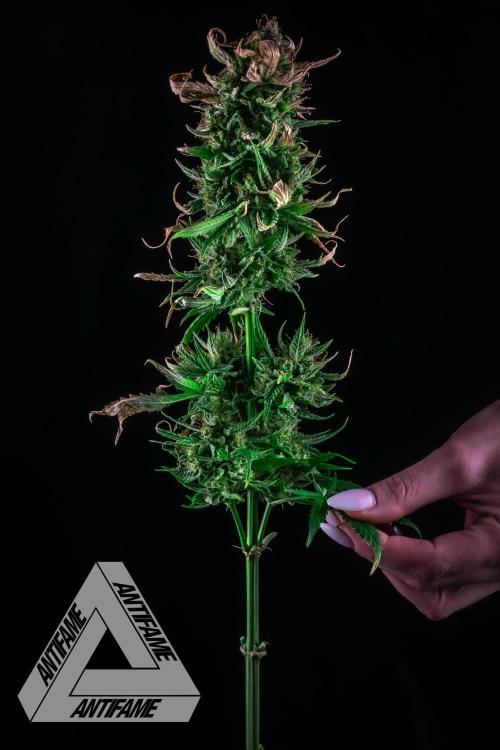 DIVINE SEEDS - Auto Fractal. Week 12