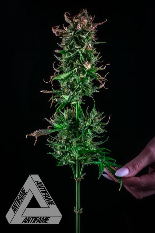 DIVINE SEEDS - Auto Fractal. Week 12