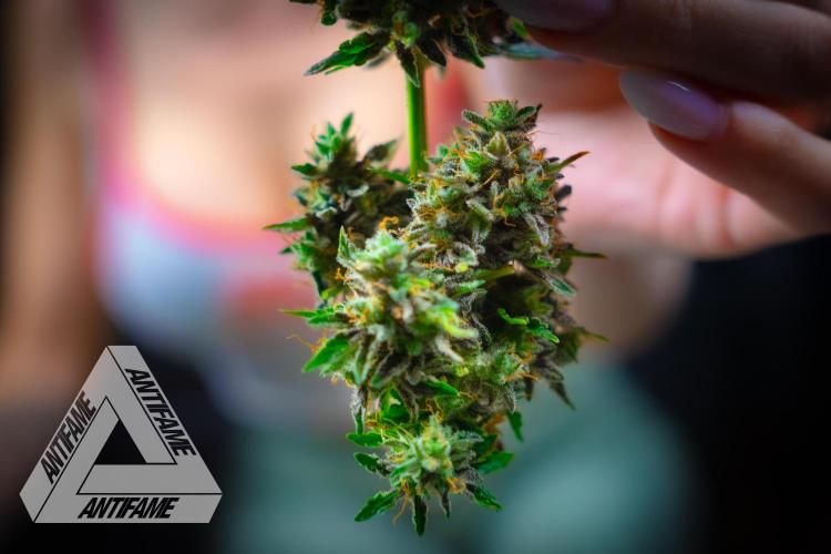 DIVINE SEEDS - Auto Northern Lights. Week 11