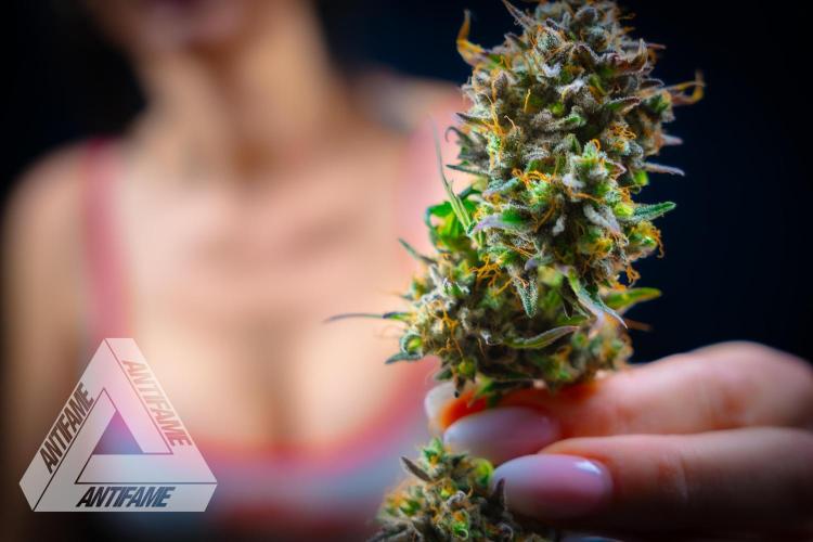 DIVINE SEEDS - Auto Northern Lights. Week 11