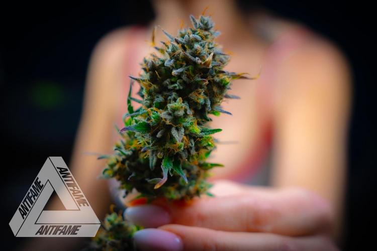 DIVINE SEEDS - Auto Northern Lights. Week 11