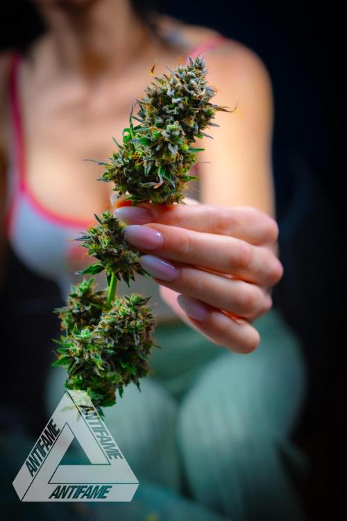 DIVINE SEEDS - Auto Northern Lights. Week 11