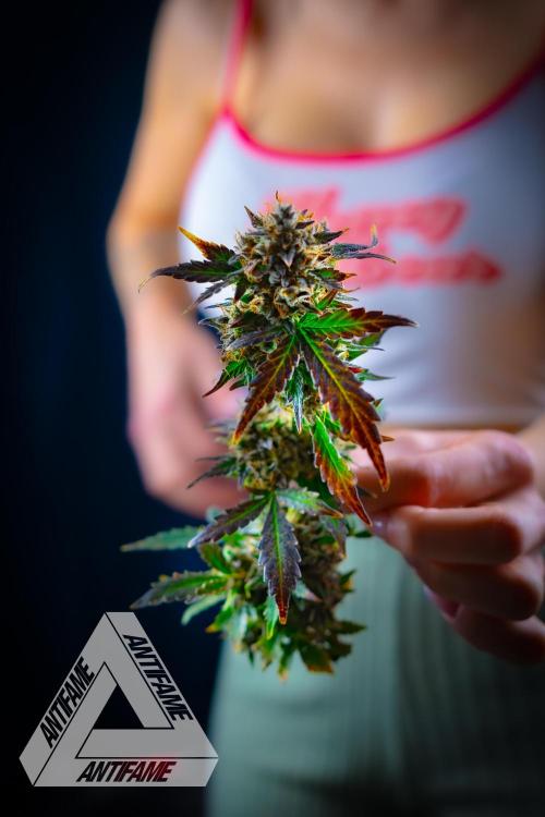 DIVINE SEEDS - Auto Northern Lights. Week 11