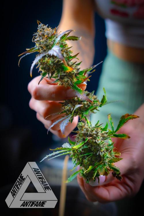 DIVINE SEEDS - Auto Northern Lights. Week 11