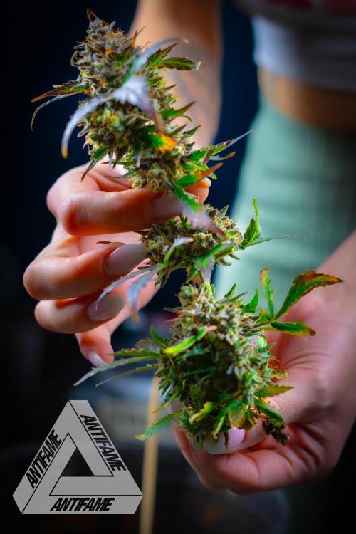 DIVINE SEEDS - Auto Northern Lights. Week 11