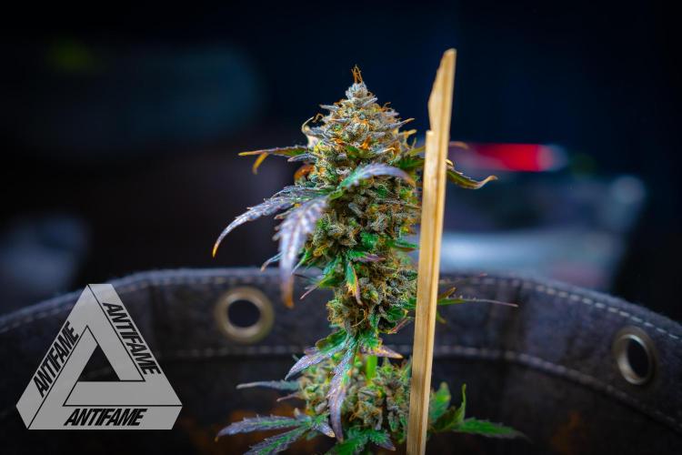 DIVINE SEEDS - Auto Northern Lights. Week 11