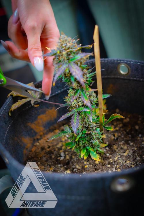 DIVINE SEEDS - Auto Northern Lights. Week 11