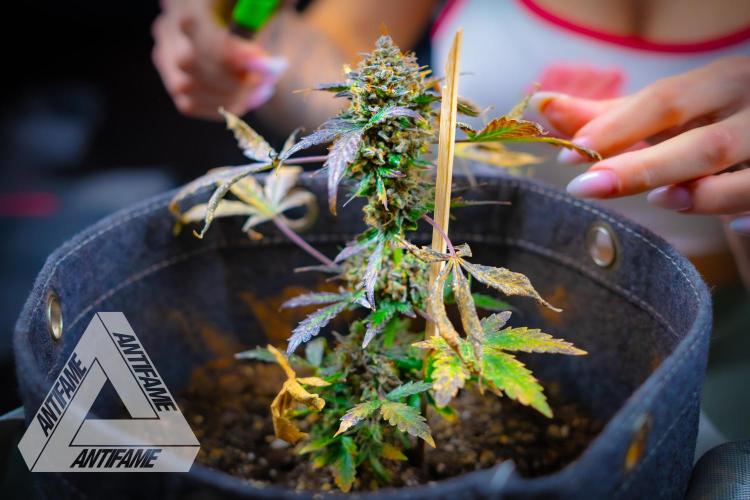 DIVINE SEEDS - Auto Northern Lights. Week 11