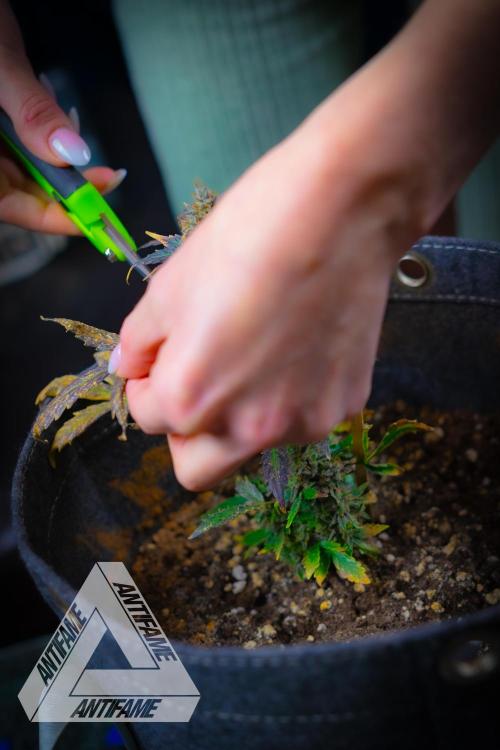 DIVINE SEEDS - Auto Northern Lights. Week 11