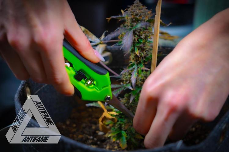 DIVINE SEEDS - Auto Northern Lights. Week 11