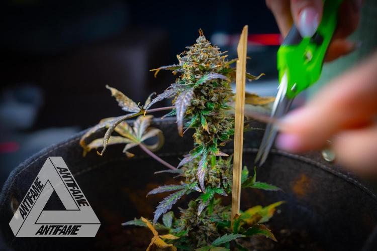 DIVINE SEEDS - Auto Northern Lights. Week 11