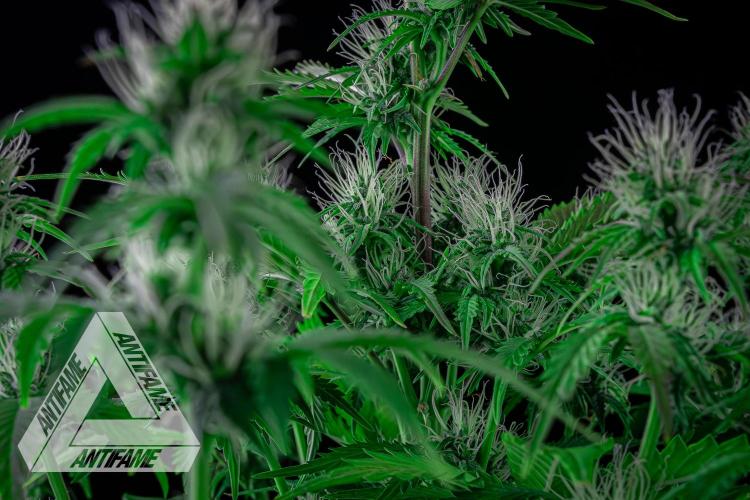 DIVINE SEEDS - Auto Northern Lights. Week 5