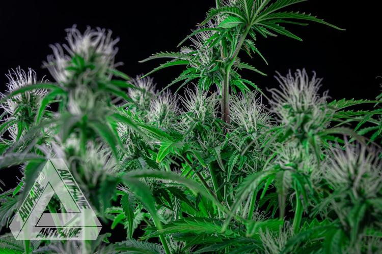 DIVINE SEEDS - Auto Northern Lights. Week 5