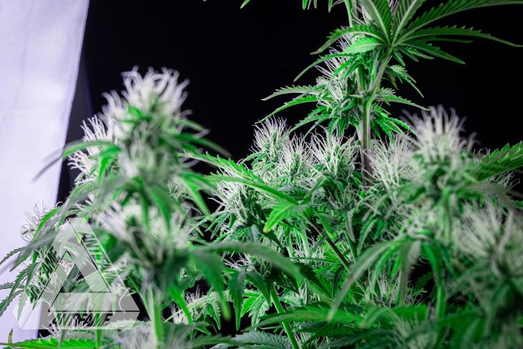 DIVINE SEEDS - Auto Northern Lights. Week 5