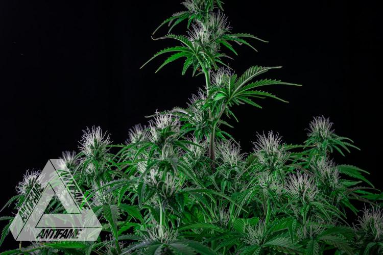 DIVINE SEEDS - Auto Northern Lights. Week 5