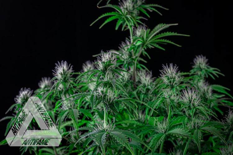 DIVINE SEEDS - Auto Northern Lights. Week 5