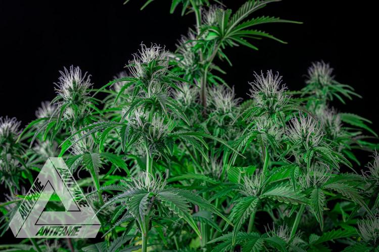 DIVINE SEEDS - Auto Northern Lights. Week 5