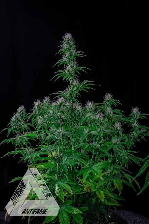 DIVINE SEEDS - Auto Northern Lights. Week 5