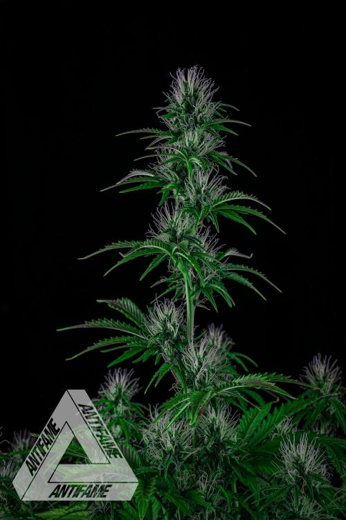 DIVINE SEEDS - Auto Northern Lights. Week 5