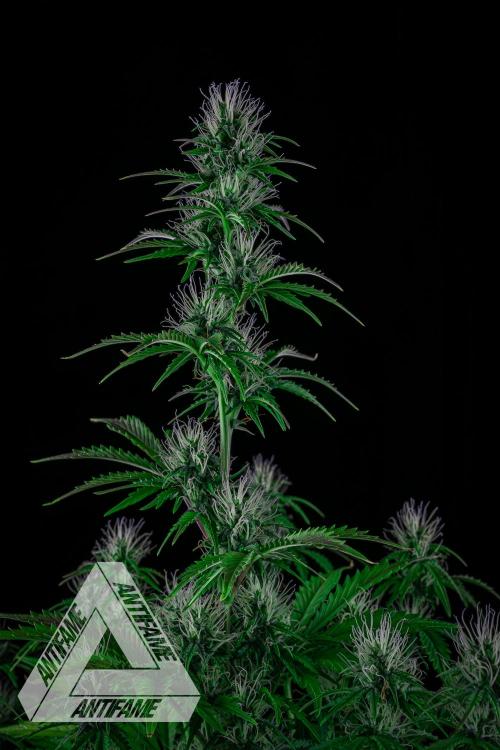 DIVINE SEEDS - Auto Northern Lights. Week 5