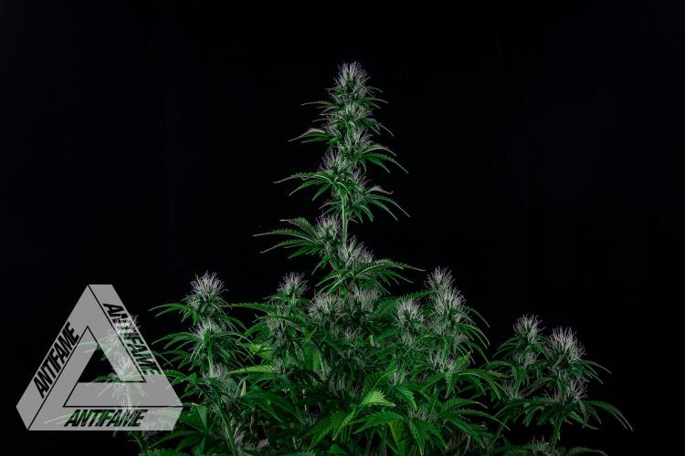 DIVINE SEEDS - Auto Northern Lights. Week 5