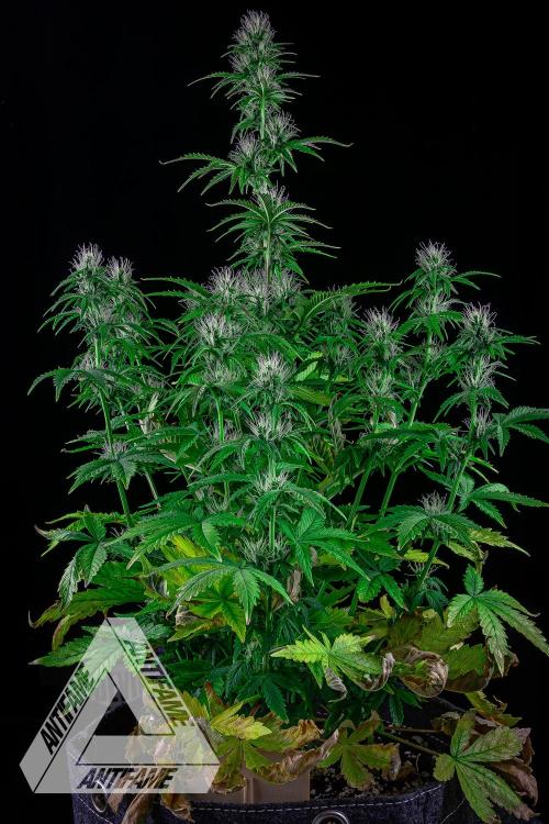 DIVINE SEEDS - Auto Northern Lights. Week 5