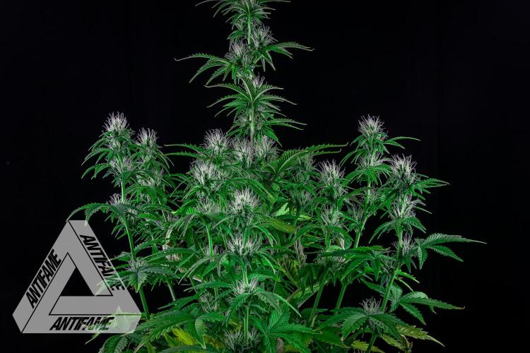 DIVINE SEEDS - Auto Northern Lights. Week 5