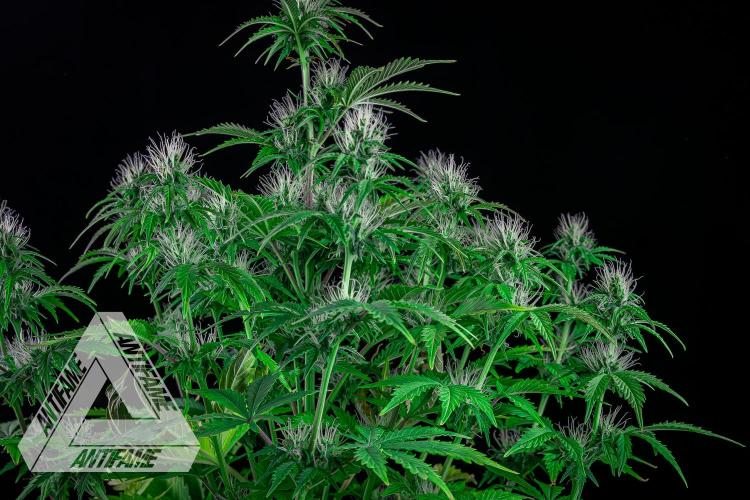 DIVINE SEEDS - Auto Northern Lights. Week 5