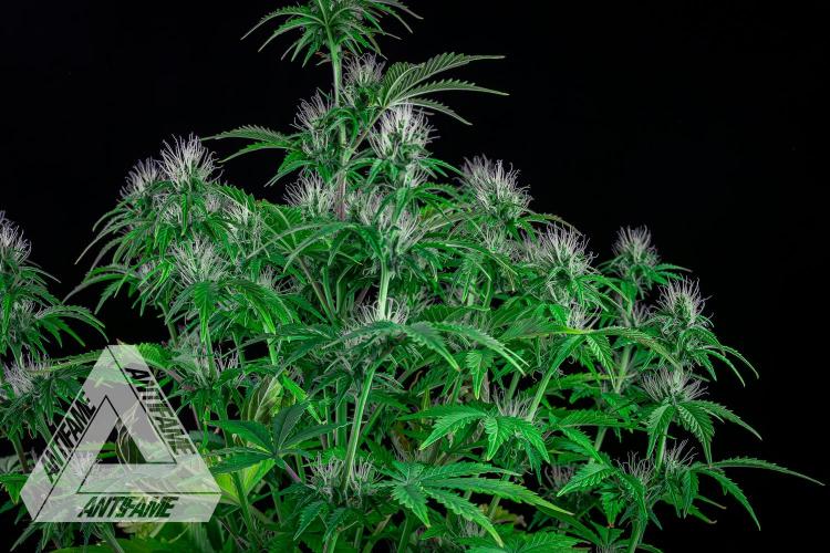 DIVINE SEEDS - Auto Northern Lights. Week 5