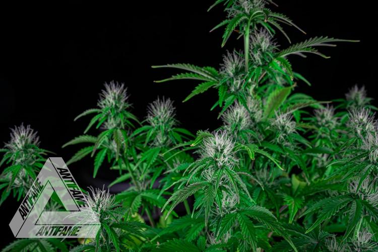 DIVINE SEEDS - Auto Northern Lights. Week 5