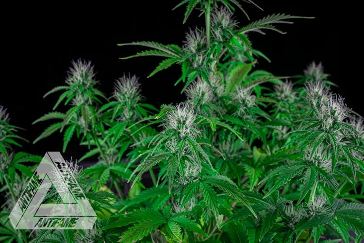 DIVINE SEEDS - Auto Northern Lights. Week 5