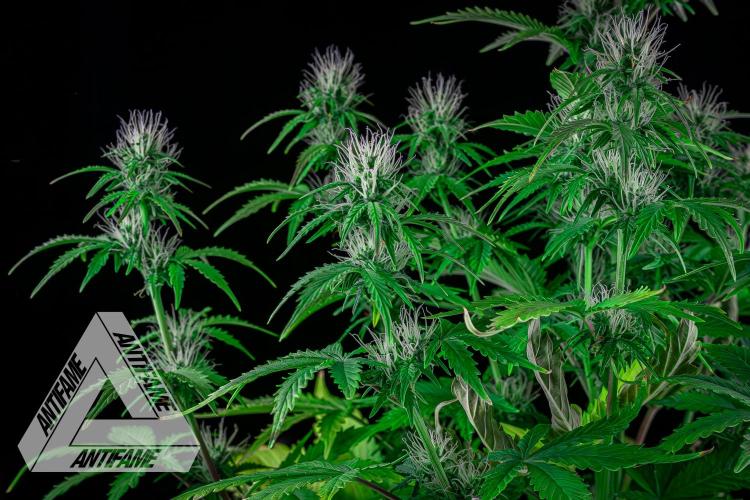 DIVINE SEEDS - Auto Northern Lights. Week 5