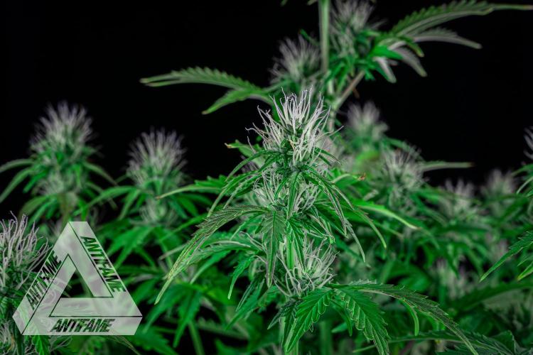 DIVINE SEEDS - Auto Northern Lights. Week 5