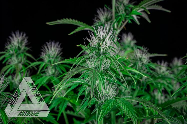 DIVINE SEEDS - Auto Northern Lights. Week 5