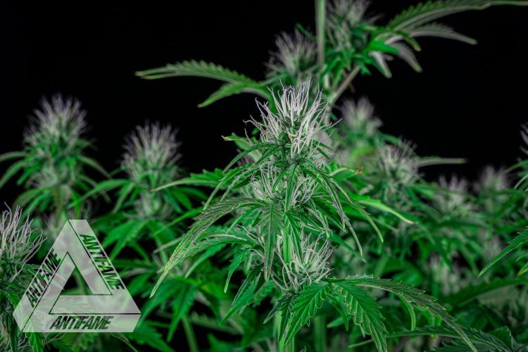 DIVINE SEEDS - Auto Northern Lights. Week 5